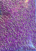 GLA-17 Lavender Bubble Glitter