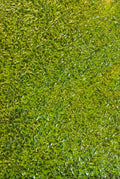 GLA-24 Lime Green Bubble Glitter